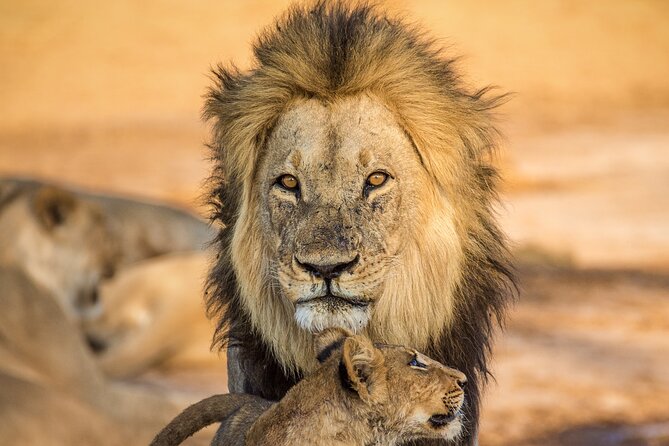 4 Day Safari- Tarangire,Ngorongoro and Serengeti - Safari Experience