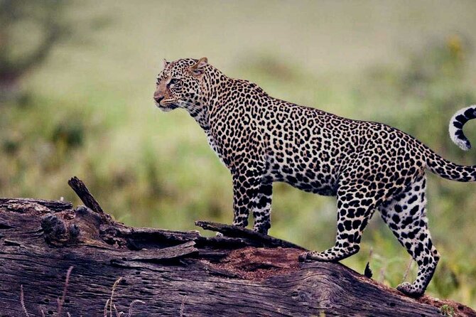 4-Day Small-Group Safari in Tarangire, Ngorongoro and Serengeti - Accessibility Features