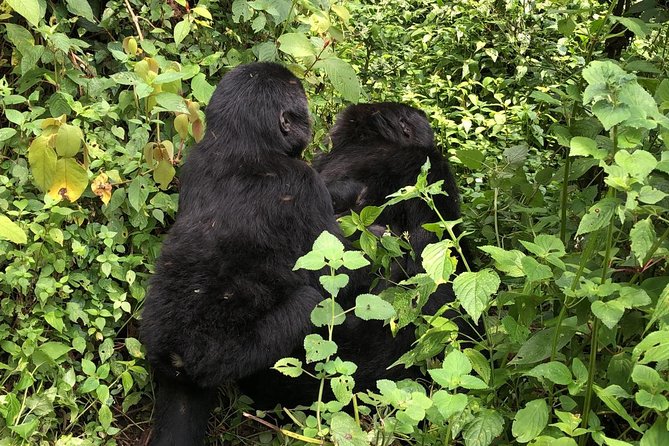 4 Day Uganda Gorilla Trekking Safari With Lake Bunyonyi - Important Travel Information