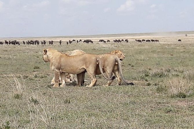 4: Days Big Five Safari - Itinerary Day 2-4