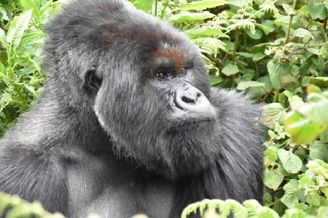 4 Days Gorilla Experience Uganda - Preparation and Physical Requirements