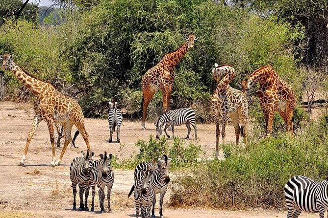 4 Days Joined Group Safari Serengeti,Ngorongoro and Tarangire National Parks - Booking Information