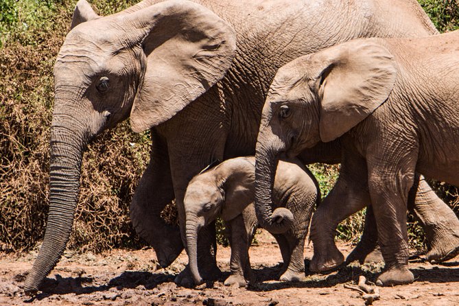 4 Days Kruger Park Big 5 Safari and Awesome Panorama Route - Knowledgeable Guide and Transportation Services