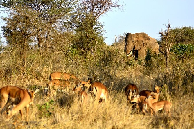 4 Days - Lake Manyara, Serengeti and Ngorongoro Crater - Frequently Asked Questions