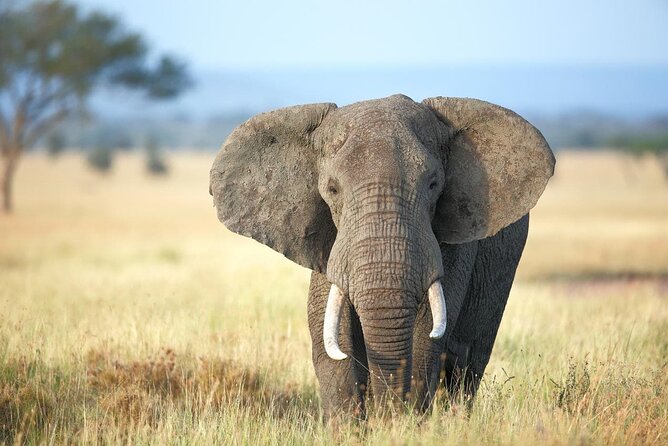 4 Days Lodge Safari Tarangire , Ngorongoro Crater & Walking - Landscape and Scenery