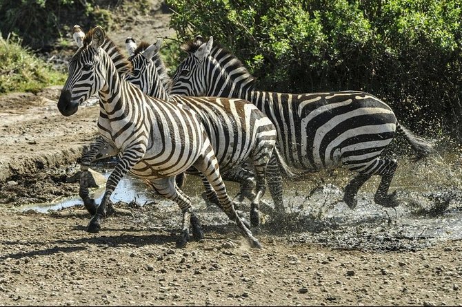 4 Days Luxury Lodge Safari Tour Tanzania - Preparing for the Safari