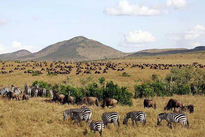 4 Days Masai Mara & Lake Nakuru Lodge Safari - Unparalleled Experiences