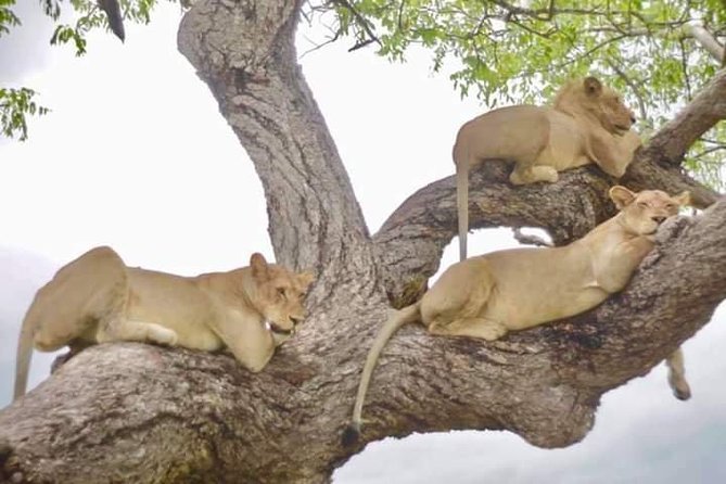 4 Days Mikumi & Udzungwa National Parks Safari - Review Highlights