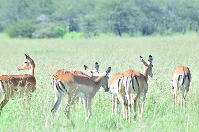 4 Days Tanzania Budget Group Join Safari- Serengeti & Ngorongoro - Guide and Transport