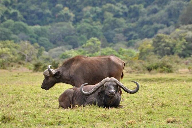 4 Days Tanzania Camping Safari - Cancellation Information
