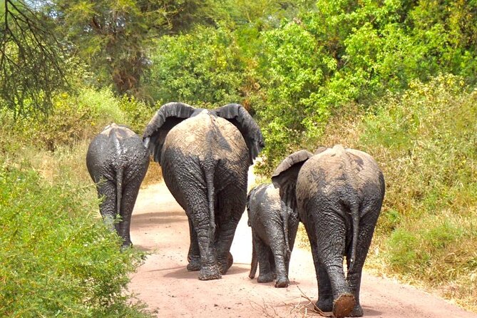 4 Days Tanzania Safari - Itinerary Day 3