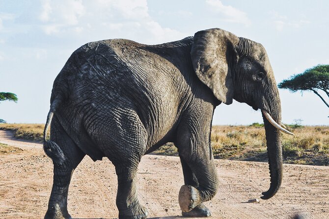 4 Days Tanzania Safari - Itinerary Highlights