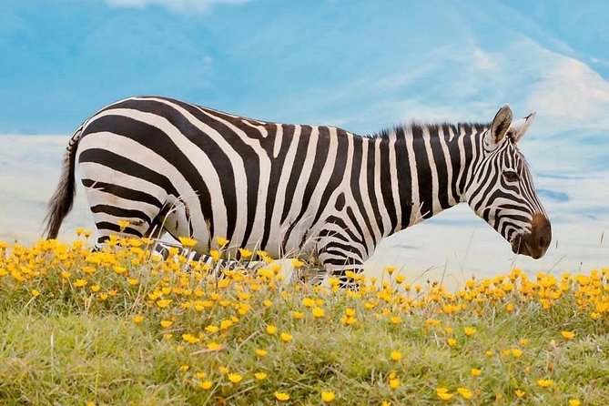 4 Days Tarangire,Serengeti & Ngorongoro Crater Budget Lodge Safari Tour Tanzania - Health and Safety