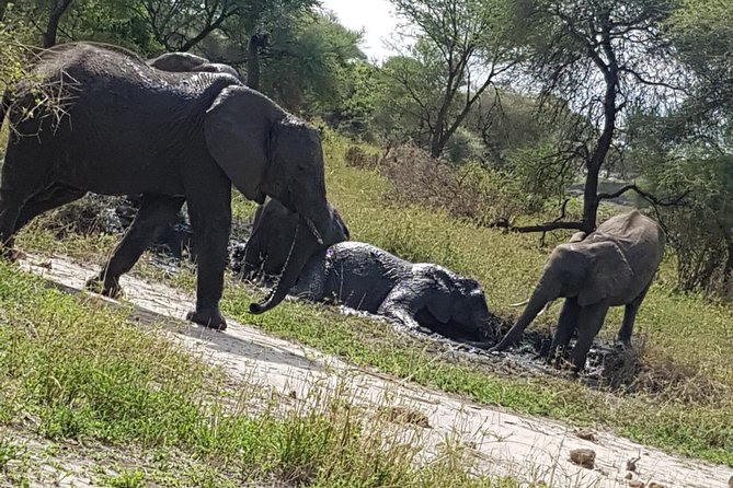 4 Days Tarangire,Serengeti & Ngorongoro Mid Range Camping Safari Tour Tanzania - Transportation Details