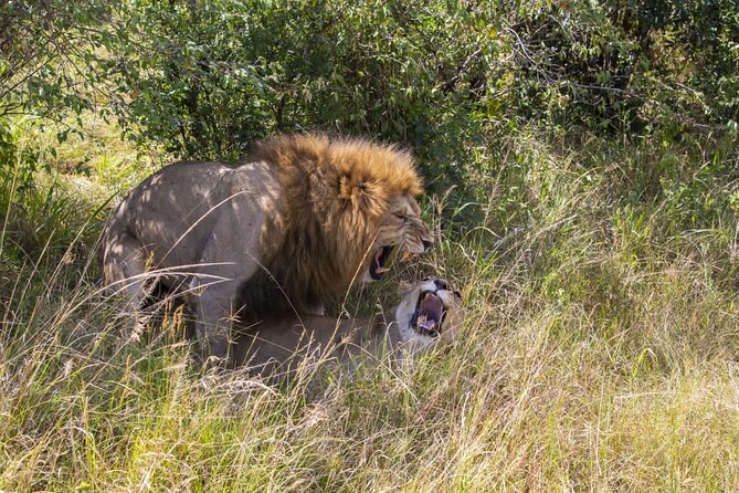 4 Days Wildebeest Lake Nakuru Masai Mara Safari - Reviews