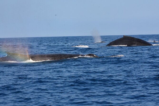4-Hour Kona Private Charter - Tips for a Great Adventure