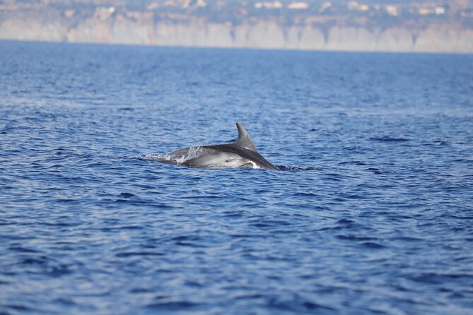 4 Hours Dolphin Watching Tour in Porto Empedocle - Tour Highlights