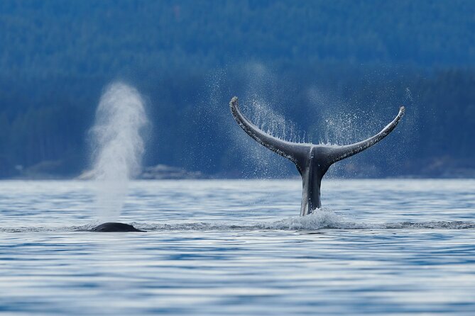 4 Hr Into the Wild Whales & Wildlife Adventure - Cancellation Policy