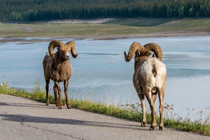 5.5-Hour Jasper Wildlife and Waterfalls Tour With Maligne Lake Cruise From Jasper - Scenic Highlights