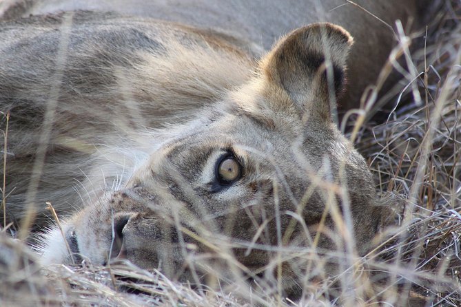 5 Day Kruger National Park Tour - Guided Commentary and Expertise