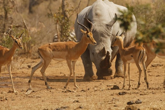 5 Day Mid Range Tanzania Safari - Transportation and Logistics