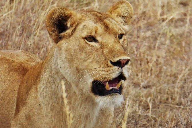 5 Day Serena Luxury Tanzania Safari - Accessibility Features