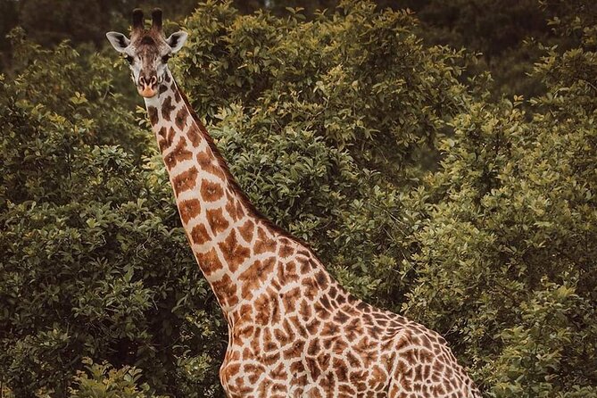 5-Day Tanzania Camping Safari - Trip Logistics and Requirements