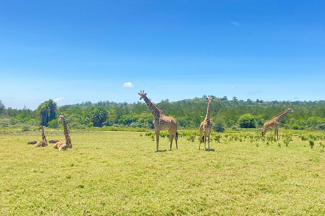 5 Days Big Five Tanzania Safaris - Serengeti, Ngorongoro Crater & Tarangire - Guest Reviews and Ratings