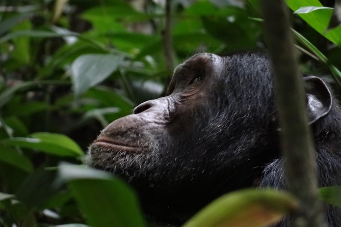 5 Days Gorillas and Chimpanzee Tracking - Health and Safety Guidelines