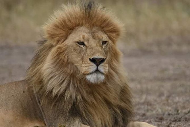 5 Days Into the Heart of Serengeti (Serengeti, Ngorongoro, Lake Manyara) - Reviews and Ratings