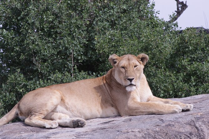 5-Days Private Tanzania Safari Tour - Highlights of the Tour