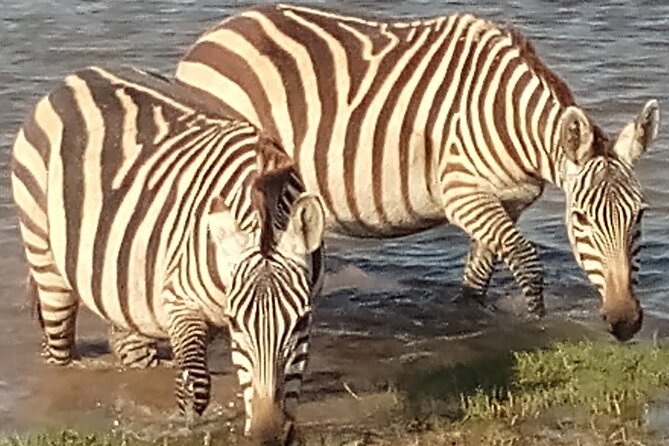 5 Days Safari to Amboseli N/P, Lake Naivasha, Maasai Mara N/R. - Transportation and Pickup Details