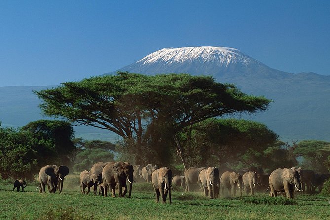 5 Days Safari to Tarangire, Ngorongoro, Serengeti and Lake Manyara - Booking and Cancellation Policy