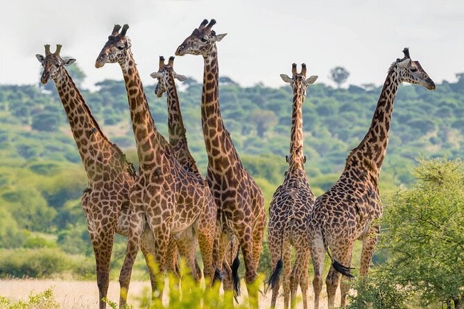 5 Hour Private Tour Nairobi National Park Or Evening Game Drive - Traveler Reviews