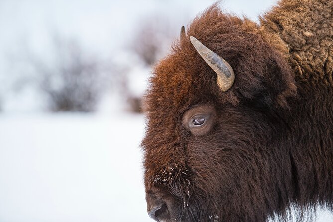 5 Person Full Day PRIVATE Yellowstone Tour- Picnic, Binoculars, Scope, Huge Van - Wildlife Spotting and Scenery