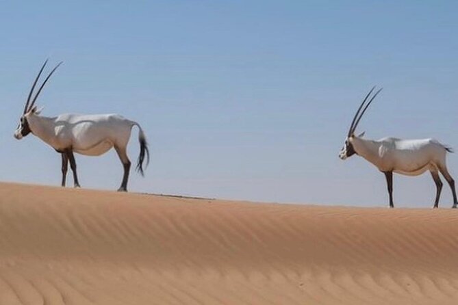 57 Bedouin Culture Safari With Breakfast - Frequently Asked Questions