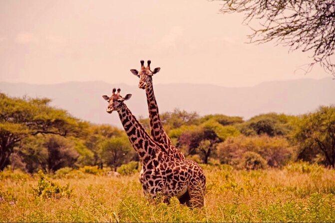 6-Day Big Five Magic Safari Tour - What to Expect