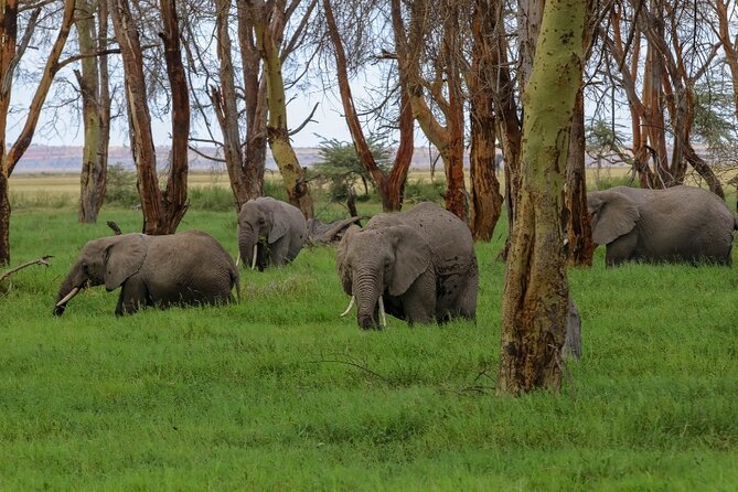 6-Day Kenya Safari to Masai Mara, Lake Nakuru and Amboseli - Pickup and Meeting Arrangements