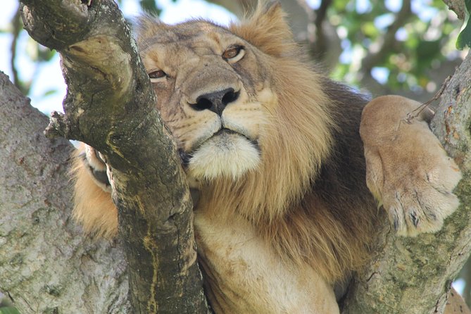 6-Day Queen Elizabeth and Mburo Luxury Safari - Booking Process