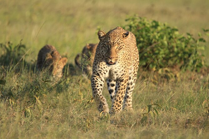 6-Day Samburu, Lake Nakuru, and Masai Mara Safari - Pricing Details