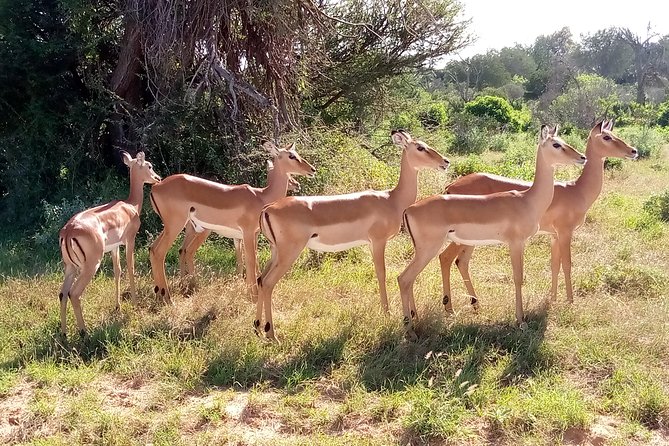 6 Days Guided Safari: Nairobi / Lake Nakuru / Lake Naivasha / Masai Mara N R - Lake Nakuru National Park