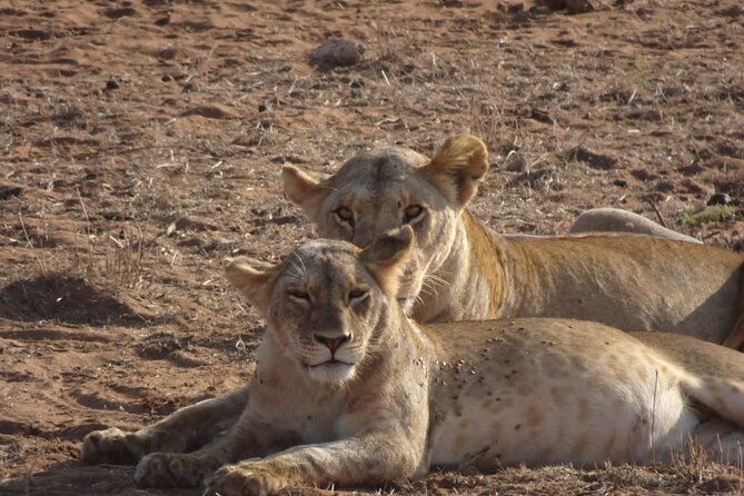 6 Days Kenya Masai Mara,Lake Nakuru & Amboseli Wildlife Safari - Transportation and Logistics