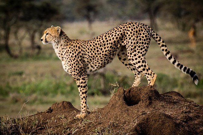 6 Days Safari - Visit; Masai Mara, Lake Nakuru & Amboseli - Pickup and Accessibility