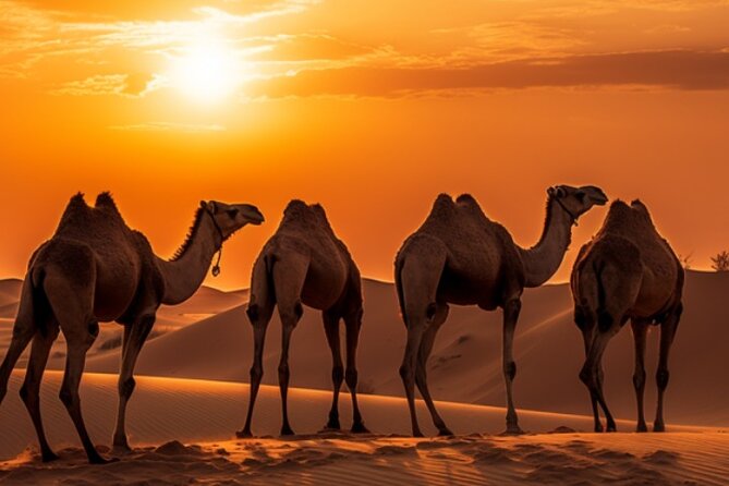 6-Hour Luxury Evening Dubai Desert Safari - BBQ Dinner Live Shows - Booking Details