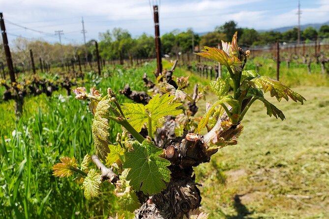 6-Hour Sparkling Wine Tour of Napa Valley - Health and Safety