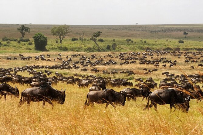7 Day Grand Tanzania Safari - Accommodation and Amenities