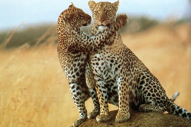 7-Day Safari (Including Serengeti) & Zanzibar Extension - Frequently Asked Questions