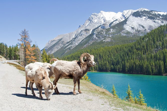 7-Day Small Group Tour: Canadian Rockies and National Parks - Preparation and Recommendations