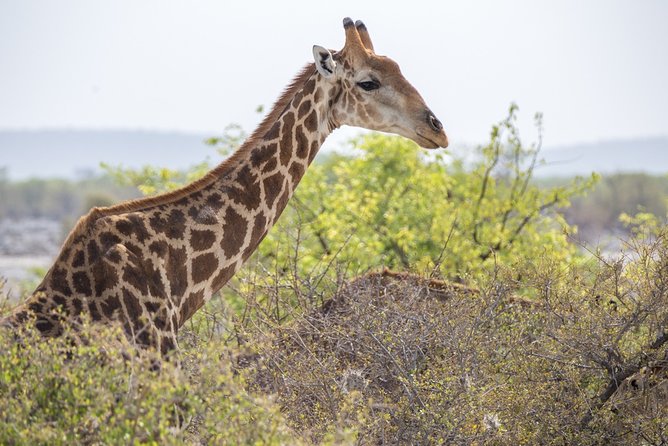 7 Day Taste of Namibia Lodging Safari - Savor the Culinary Experience