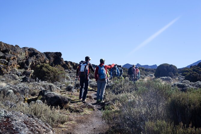 7 Days Kilimanjaro Climbing Tour | Hiking via Lemosho Route - Pickup and Transfer Arrangements